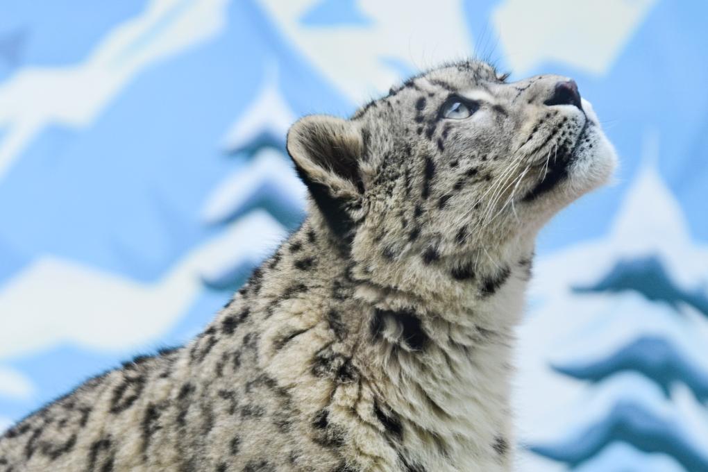 可愛的雪豹“凌小芒”
